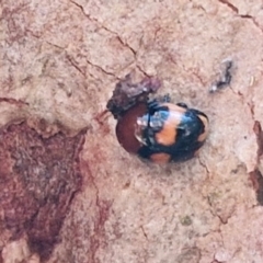 Ditropidus pulchellus (Leaf beetle) at Gungaderra Grasslands - 26 Jun 2024 by trevorpreston