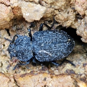 Adelium porcatum at Gungaderra Grasslands - 26 Jun 2024 12:37 PM