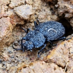 Adelium porcatum at Gungaderra Grasslands - 26 Jun 2024 12:37 PM