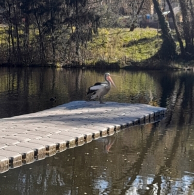 Pelecanus conspicillatus (Australian Pelican) at Sullivans Creek, Acton - 26 Jun 2024 by VanceLawrence