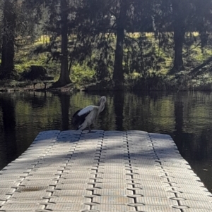 Pelecanus conspicillatus at Australian National University - 26 Jun 2024