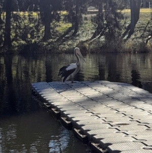 Pelecanus conspicillatus at Australian National University - 26 Jun 2024