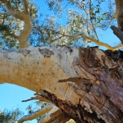 Eucalyptus mannifera at Taylor, ACT - 26 Jun 2024 01:44 PM