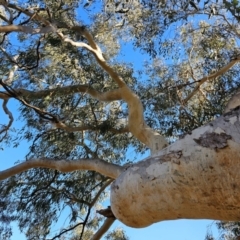 Eucalyptus mannifera at Taylor, ACT - 26 Jun 2024 01:44 PM