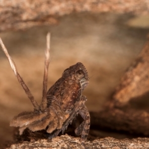 Platybrachys sp. (genus) at Melba, ACT - 25 Jun 2024