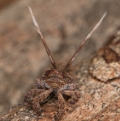 Platybrachys sp. (genus) at Melba, ACT - 25 Jun 2024 02:39 PM