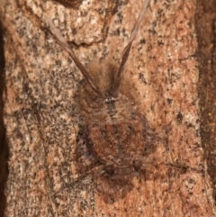 Platybrachys sp. (genus) at Melba, ACT - 25 Jun 2024 02:39 PM