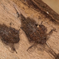 Platybrachys sp. (genus) at Melba, ACT - 25 Jun 2024