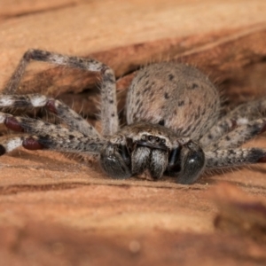 Isopedella pessleri at Melba, ACT - 25 Jun 2024