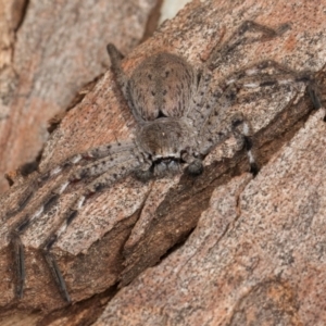 Isopedella pessleri at Melba, ACT - 25 Jun 2024