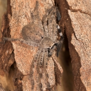 Isopedella pessleri at Melba, ACT - 25 Jun 2024