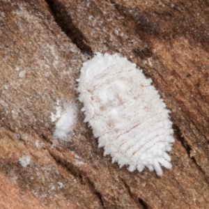 Pseudococcidae sp. (family) at Melba, ACT - 25 Jun 2024