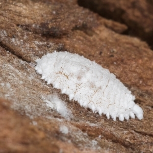 Pseudococcidae sp. (family) at Melba, ACT - 25 Jun 2024