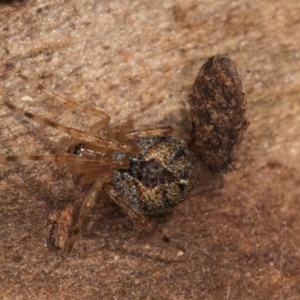 Cryptachaea veruculata at Melba, ACT - 25 Jun 2024 02:43 PM