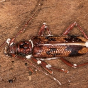 Phoracantha synonyma at Melba, ACT - 25 Jun 2024 02:52 PM