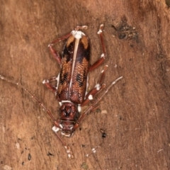 Phoracantha synonyma at Melba, ACT - 25 Jun 2024 02:52 PM