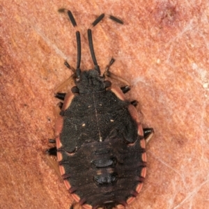 Diemenia rubromarginata at Melba, ACT - 25 Jun 2024