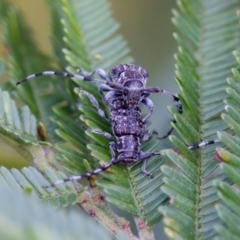 Ancita sp. (genus) (Longicorn or longhorn beetle) at Jerrabomberra Wetlands - 29 Jan 2023 by KorinneM