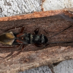 Daerlac cephalotes (Ant Mimicking Seedbug) at Melba, ACT - 25 Jun 2024 by kasiaaus