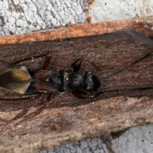 Daerlac cephalotes at Melba, ACT - 25 Jun 2024 03:04 PM