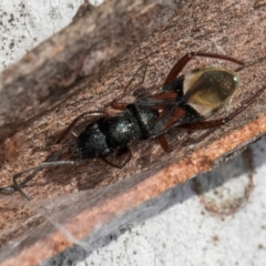 Daerlac cephalotes at Melba, ACT - 25 Jun 2024 03:04 PM