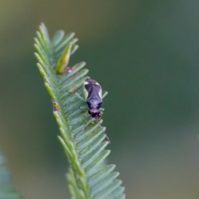 Miridae (family) at Jerrabomberra Wetlands - 29 Jan 2023 by KorinneM