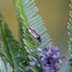 Miridae (family) at Jerrabomberra Wetlands - 29 Jan 2023 11:52 AM