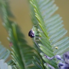 Miridae (family) at Jerrabomberra Wetlands - 29 Jan 2023 11:52 AM