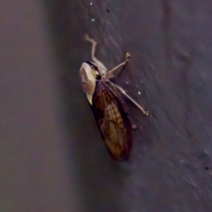 Brunotartessus fulvus (Yellow-headed Leafhopper) at ANBG - 26 Apr 2023 by KorinneM