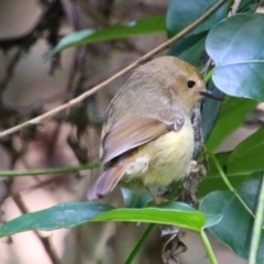 Sericornis magnirostra (Large-billed Scrubwren) at Bunya Mountains National Park - 26 Jun 2024 by MB