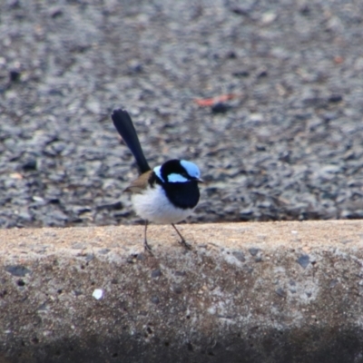 Malurus cyaneus (Superb Fairywren) at Bunya Mountains National Park - 25 Jun 2024 by MB