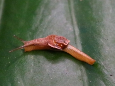 Ubiquitarion iridis at Bunya Mountains National Park - 25 Jun 2024 by MB