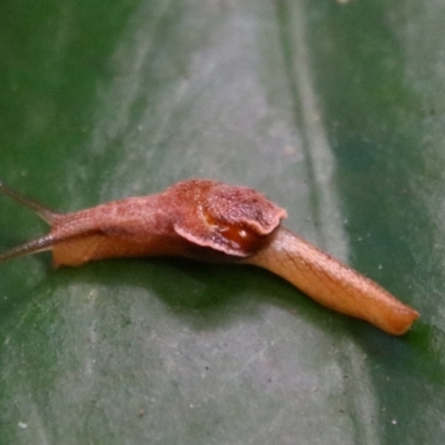 Ubiquitarion iridis at Bunya Mountains National Park - 25 Jun 2024 by MB