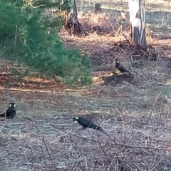 Zanda funerea (Yellow-tailed Black-Cockatoo) at Denman Prospect 2 Estate Deferred Area (Block 12) - 26 Jun 2024 by Kurt