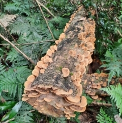 Unidentified Fungus at Bunya Mountains National Park - 26 Jun 2024 by MB