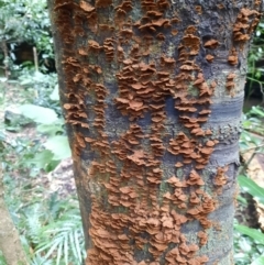 Unidentified Fungus at Bunya Mountains National Park - 26 Jun 2024 by MB