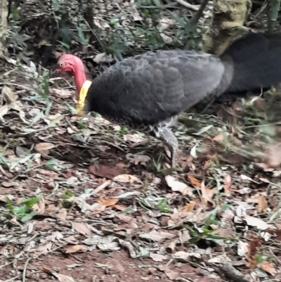 Alectura lathami (Australian Brush-turkey) at Bunya Mountains National Park - 26 Jun 2024 by MB