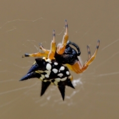 Austracantha minax (Christmas Spider, Jewel Spider) at Block 402 - 22 Jan 2023 by KorinneM