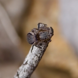 Maratus calcitrans at Denman Prospect 2 Estate Deferred Area (Block 12) - 22 Jan 2023