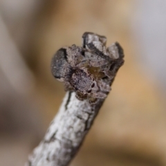 Maratus calcitrans at Denman Prospect 2 Estate Deferred Area (Block 12) - 22 Jan 2023