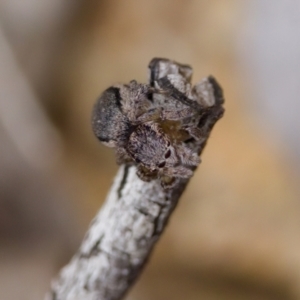 Maratus calcitrans at Denman Prospect 2 Estate Deferred Area (Block 12) - 22 Jan 2023