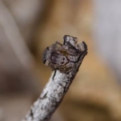 Maratus calcitrans at Denman Prospect 2 Estate Deferred Area (Block 12) - 22 Jan 2023