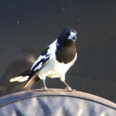 Cracticus nigrogularis (Pied Butcherbird) at Kingaroy, QLD - 26 Jun 2024 by MB