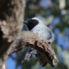 Coracina novaehollandiae (Black-faced Cuckooshrike) at Wallaroo, NSW - 26 Jun 2024 by Trevor