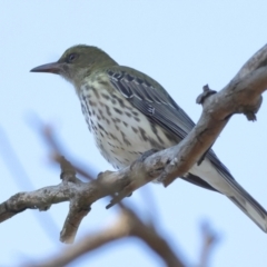 Oriolus sagittatus (Olive-backed Oriole) at Wallaroo, NSW - 26 Jun 2024 by Trevor