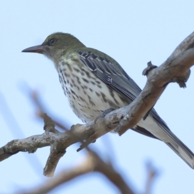 Oriolus sagittatus (Olive-backed Oriole) at Wallaroo, NSW - 26 Jun 2024 by Trevor