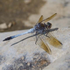 Orthetrum caledonicum (Blue Skimmer) at Stony Creek - 5 Mar 2023 by KorinneM