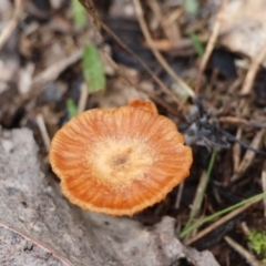 Laccaria sp. at Red Hill Nature Reserve - 24 Jun 2024 by LisaH