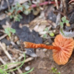 Laccaria sp. at Red Hill Nature Reserve - suppressed