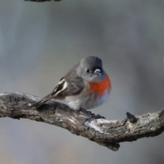 Petroica boodang (Scarlet Robin) at Red Hill Nature Reserve - 24 Jun 2024 by LisaH